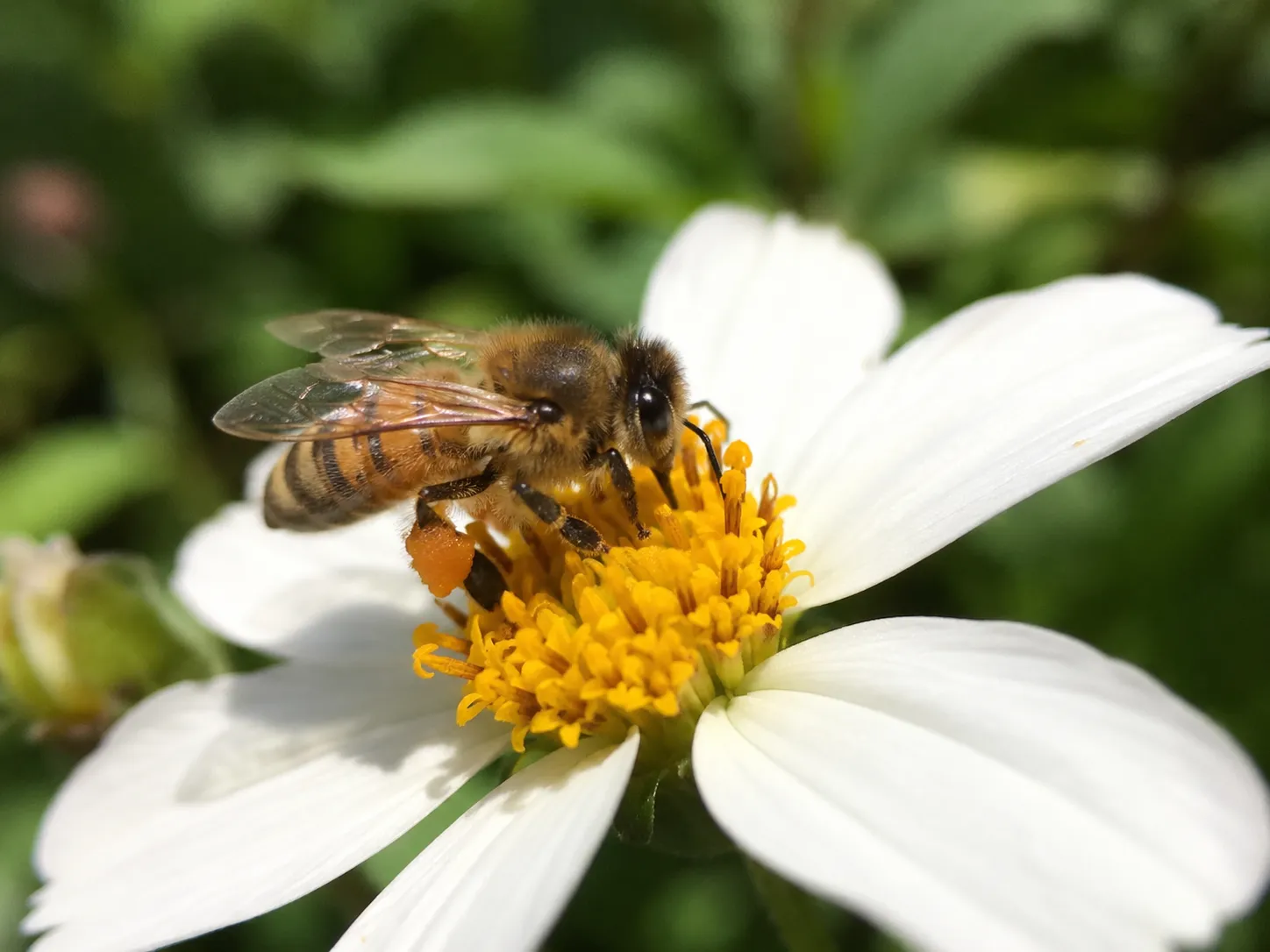 Abeja posada sobre una flor